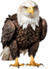 Águia