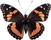 Borboleta