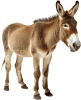 Burro