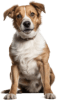 Cachorro
