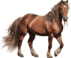 Cavalo