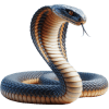 Cobra