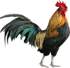 Galo