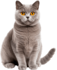 Gato