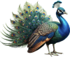 Pavão