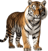 Tigre