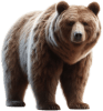 Urso