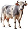Vaca