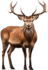 Veado